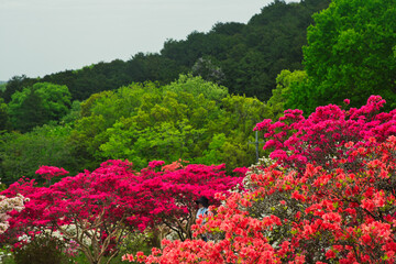 つつじと樹木