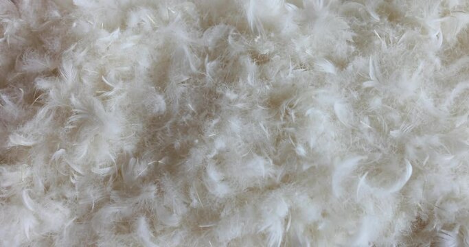 White swan feather down for pillow filling closeup 4k movie