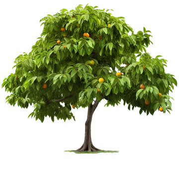 Tree with fruits on transparent background 