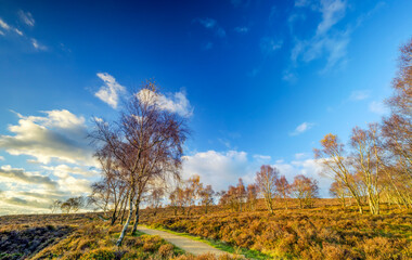 autumn landscape with trees and sky, Millstone Edge