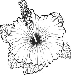 Hand drawn hibiscus flower. Hibiscus flower line art vector illustration