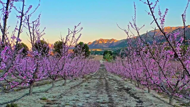 Peach blossom in Cieza La Torre. Videography of a blossoming of peach trees in Cieza in the Murcia region. Peach, plum and nectarine trees. Spain