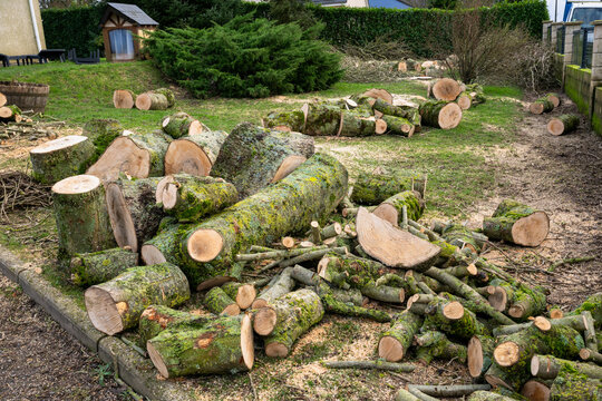Elagage et coupe d'arbres chez un particulier. Troncs d&eacute;coup&eacute;s au sol. Bois de chauffage