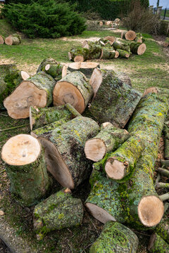 Elagage et coupe d'arbres chez un particulier. Troncs d&eacute;coup&eacute;s au sol. Bois de chauffage
