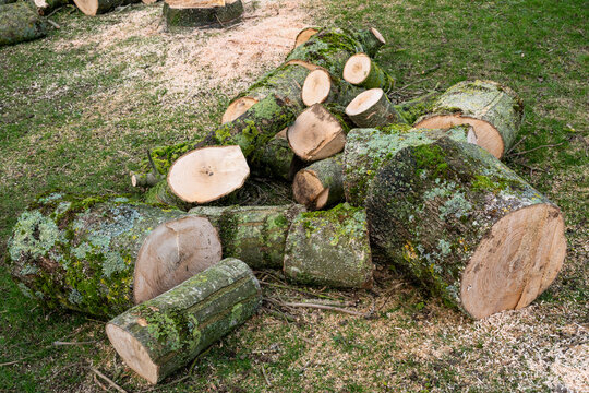 Elagage et coupe d'arbres chez un particulier. Troncs d&eacute;coup&eacute;s au sol. Bois de chauffage