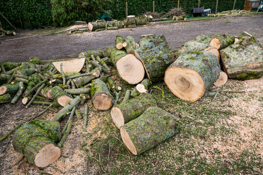 Elagage et coupe d'arbres chez un particulier. Troncs d&eacute;coup&eacute;s au sol. Bois de chauffage