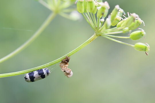 Cocoon of an Ichneumoid wasp (Campopleginae) and  empty skin of a caterpillar it had parasitized