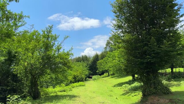 Superb beautiful green postcard landscape Hyrcanian forest in Iran blue sky white clouds green grass farm field pasture land meadow bright happy peaceful nature scenic iran Hyrcanian forest Azerbaijan