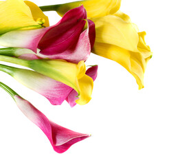 Bunch of yellow and pink cala lilies