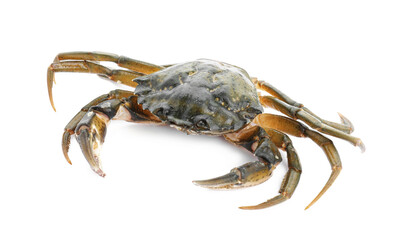 One fresh raw crab isolated on white