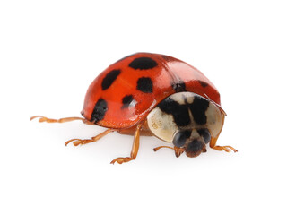 One beautiful red ladybug isolated on white