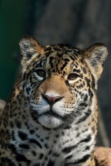見上げるジャガーの顔のアップ