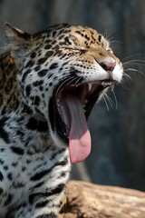 あくびをするジャガーの横顔