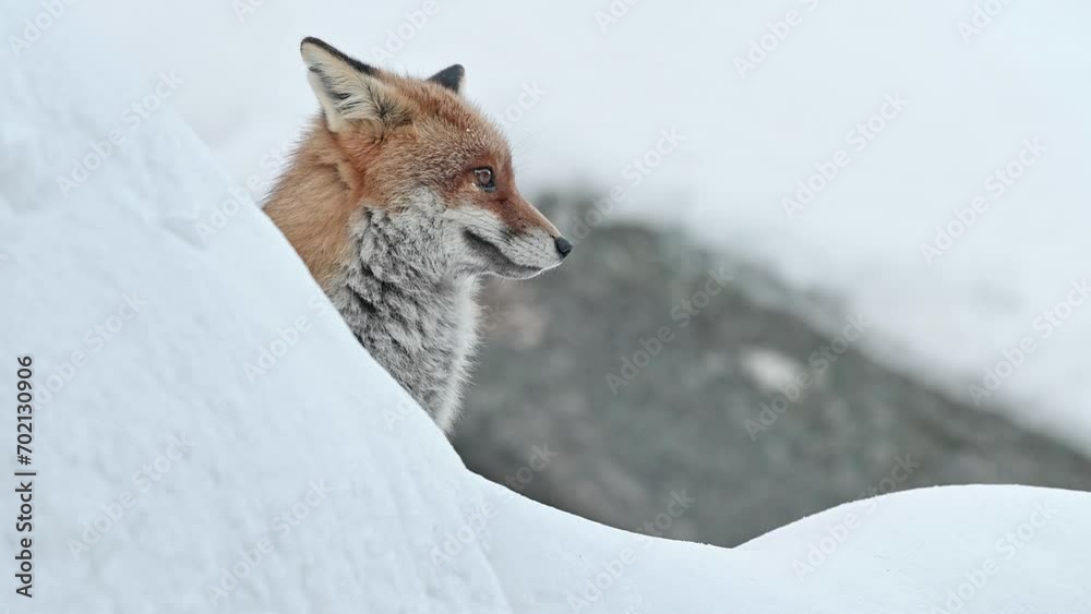 Poster the wonderful profile of red fox in the winter dress (vulpes vulpes)