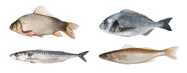Different types of raw fish isolated on white, set