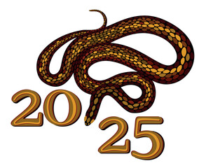 2025. Chinese year of snake. Bright isolated illustration