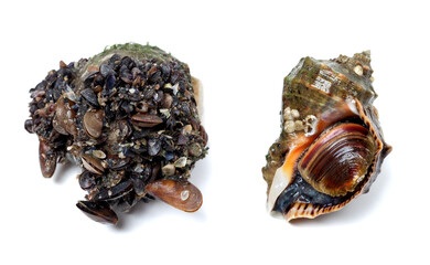 Veined rapa whelk covered with small mussels - 702134702