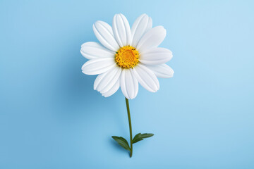 White summer plant chamomile yellow background flower spring daisy floral nature