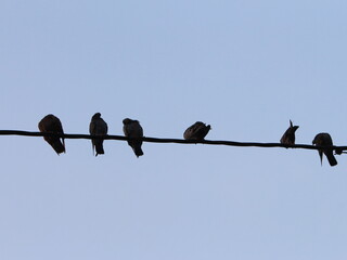 flock of birds