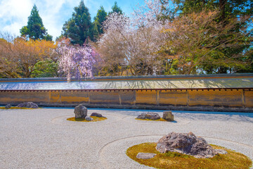 Ryoanji Temple in Kyoto is the site of Japan's most famous rock garden and beautiful cherry blossom in spring time - 702136967
