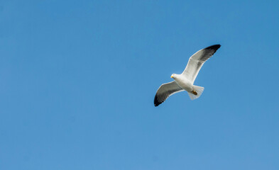 seagull in the sky