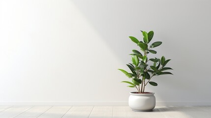 An empty white room. Potted plant. 
A white wall with plants.  Generative AI