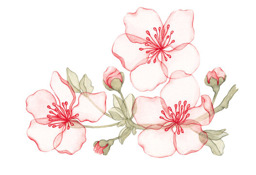 Watercolor branch of almond with blossoms №3. Transparent flowers. Watercolor illustration. Single of set isolated on transparent background. Collection.	