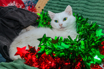 A beautiful fluffy white cat lies on the sofa in multi-colored New Year's tinsel