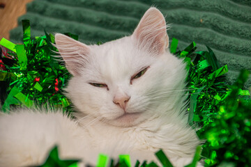 A beautiful fluffy white cat falls asleep on a green sofa in multi-colored New Year's tinsel...