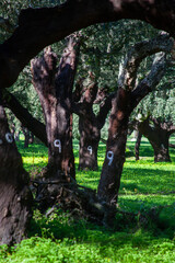 Idyllic Alentejo landscape with cork oak trees in vast fields, capturing Portugal's serene beauty.