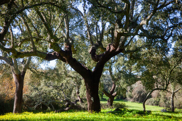 Fototapeta premium Idyllic Alentejo landscape with cork oak trees in vast fields, capturing Portugal's serene beauty.