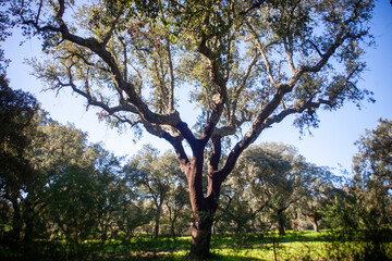 Idyllic Alentejo landscape with cork oak trees in vast fields, capturing Portugal's serene beauty.
