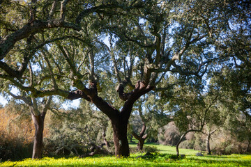 Idyllic Alentejo landscape with cork oak trees in vast fields, capturing Portugal's serene beauty.