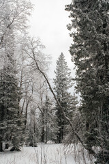 snowy winter forest in the morning at dawn