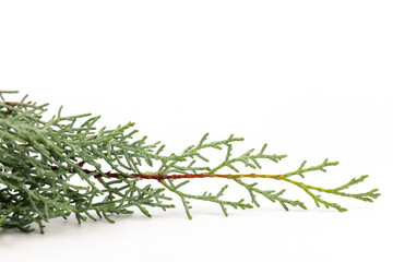 Branch of green thuja on a white background