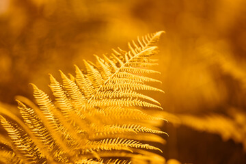 beautiful golden colored fern leaf close up on blurred background
