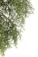 Branch of green thuja on a white background