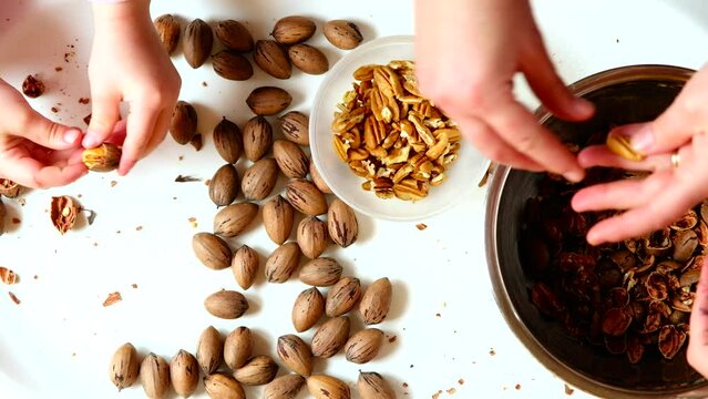 Adult and child caucasian hands shelling pecan nuts, top down closeup