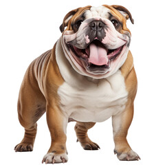 Obraz premium Fat English Bulldog smiling, isolated on white transparent background