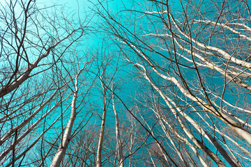 View of the tops of trees without leaves against the sky, sunny spring day - Powered by Adobe