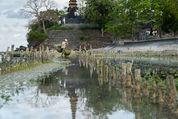 Nusa Penida,Bali-Sept 04 2021: A seaweed farmer in Nusa Penida Bali is harvesting his seaweed cages on a cloudy afternoon. Grass became the main commodity when tourism collapsed in Nusa Penida Bali