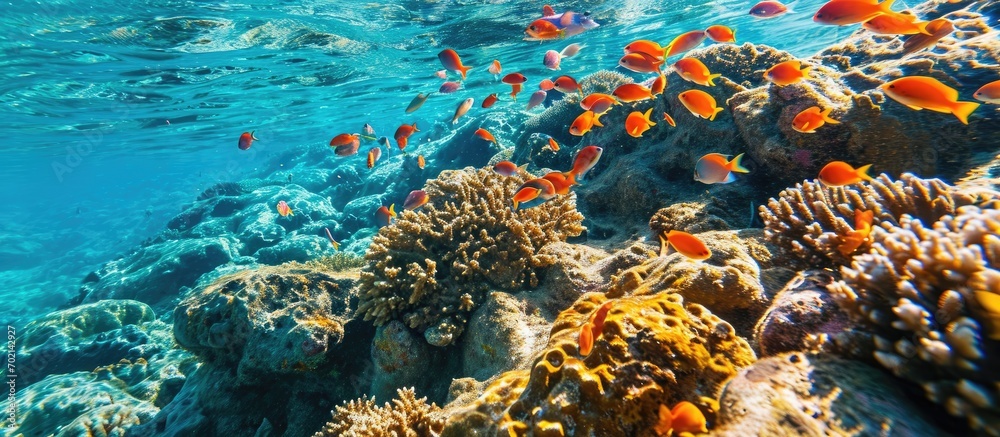 Aufkleber Colorful fish in the clear seetrue waters of the Red Sea. with copy space image. Place for adding text or design