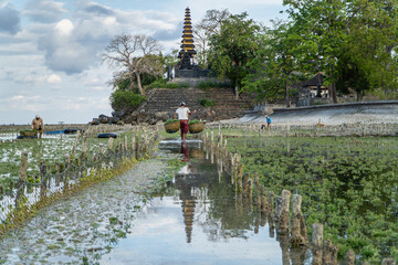 Nusa Penida,Bali-Sept 04 2021: A seaweed farmer in Nusa Penida Bali is harvesting his seaweed cages on a cloudy afternoon. Grass became the main commodity when tourism collapsed in Nusa Penida Bali