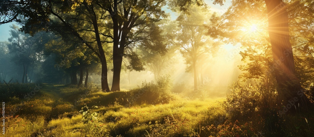 Poster beautiful autumn morning in the mountain hill spruce forest vivid morning in colorful woodland. with