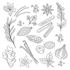 Spices and herbs. Hand drawn vector illustration. Line art. Ginger, cinnamon, vanilla, anise, basil, rosemary, cardamon. Perfect for use to create culinary projects, menus, packaging, patterns, prints