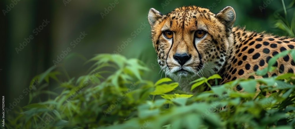 Poster A cheetah standing alone in its natural habitat looking back green background copy space for text. with copy space image. Place for adding text or design