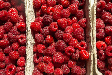 Fresh raspberries in paper containers, top view