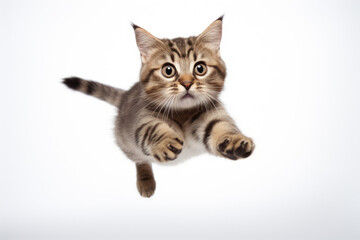 Funny jumping cat on white