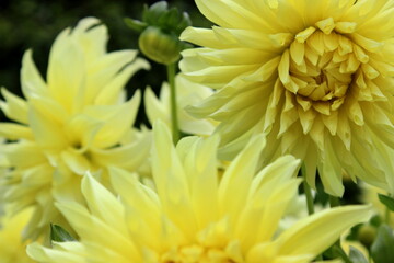 Dahlie Blume Blüte Garten 