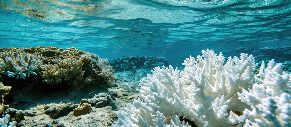 Poster a pacific coral has bleached due to higher than normal sea surface temperatures bleaching is the los